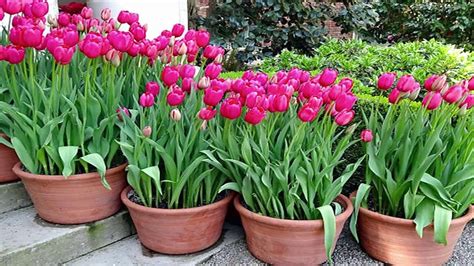 Allow the tulip blossoms to fade and fall off naturally in mid-spring. Wait six weeks after the final bloom fades before digging and replanting. Prepare a new tulip bed in well-draining soil and full sun. Apply a 3 inch layer of compost over the garden bed and till it in with a hoe or power tiller to an 8-inch depth.